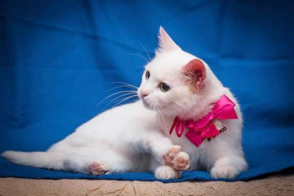 Белая кошечка Одри в добрые руки в Москве фото 4