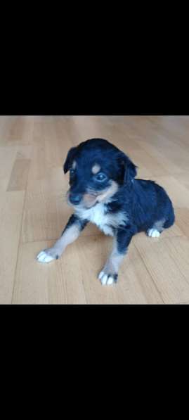 Щенки спанеэли без оплаты в Москве