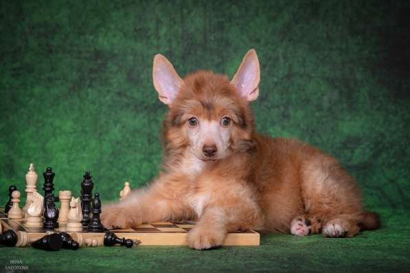 КХС в Москве фото 4