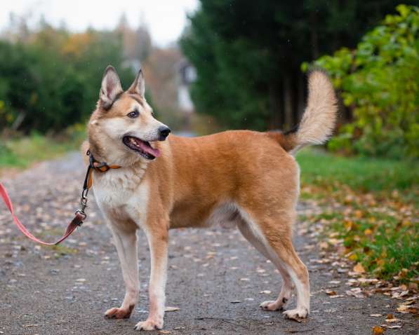 Красивый активный пёс Маффин ищет дом в Санкт-Петербурге фото 3