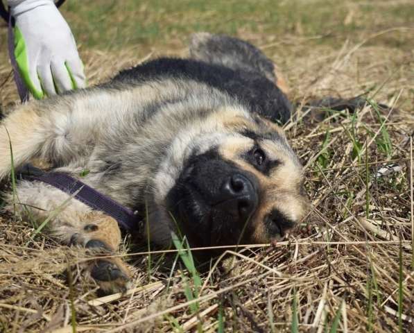 Спасите пожалуйста Рэечку из приюта в Ногинске фото 7