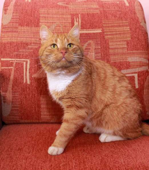 Рыжий богатырь Добрыня - добрый кот в добрые руки в Калуге фото 5