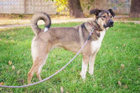 Молодой, жизнерадостный пёс Бим в Москве фото 66