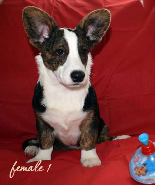 WELSH CORGI CARDIGAN