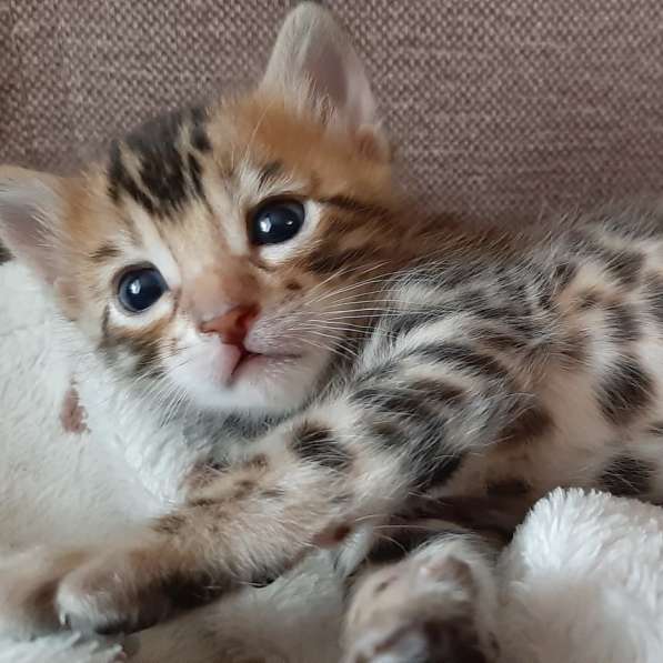 Бенгальские котята