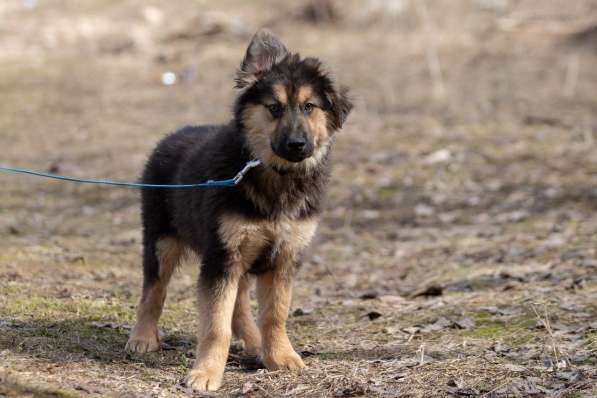 Щенок в добрые руки Корней