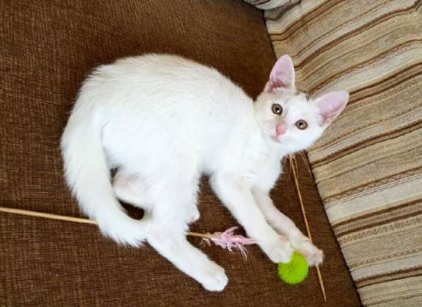 Котенок в добрые руки. Маленький Мейсон в Москве фото 18