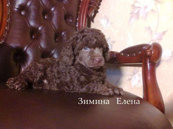 Девочка малого пуделя коричневого окраса в Москве фото 3