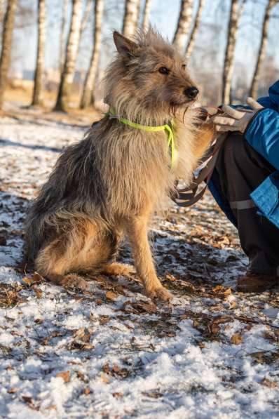 Трогательный Чарлик ищет дом в Москве фото 40