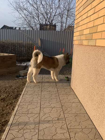 Акита в Ростове-на-Дону фото 49