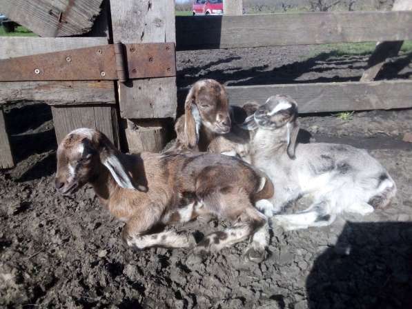 Англо-нубийские козлята в Краснодаре фото 10