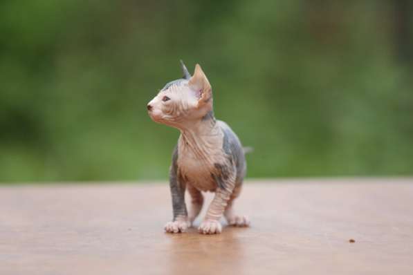 Эльф,&nbsp;двэльф,&nbsp;бамбино или сфинкс, это кошка не нашей планеты в фото 11