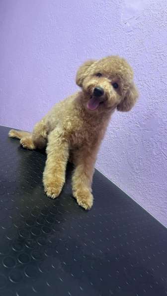 Пудель. Apricot