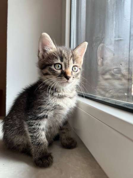 Чудесный малыш котенок Кефир ищет хозяев