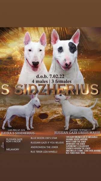 Щенок стандартного бультерьера в Екатеринбурге фото 10