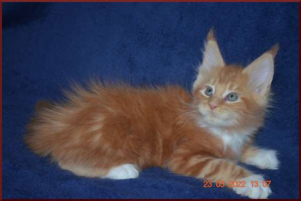 Роскошный черный котик мейн-кун из питомника в Астрахани фото 74