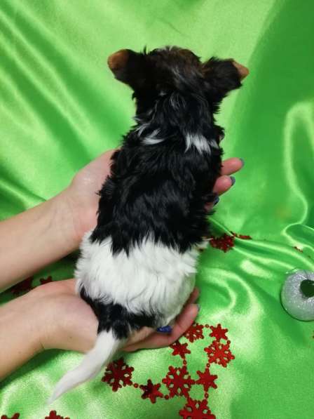 Красивые девочки бивер йорка в Омске фото 3