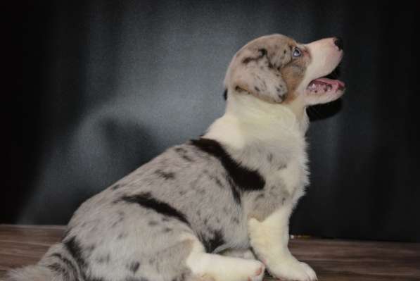 Щенок вельш корги кардигана мальчик в Москве фото 16