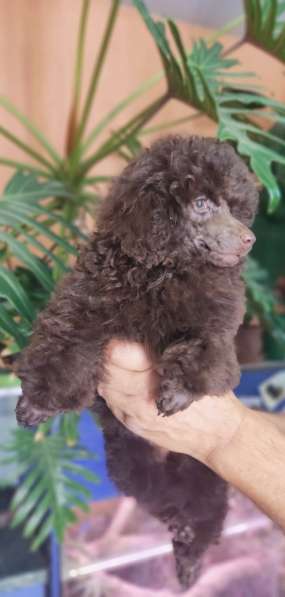 Poodle. Chocolate boy в