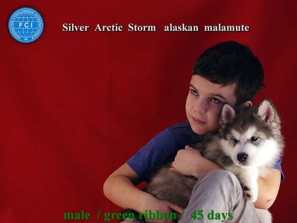Аляскинский маламут - щенки в Калининграде
