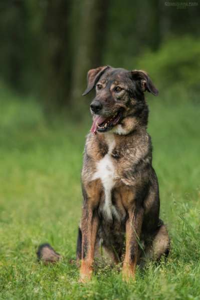 Надёжный Друг Курт ищет семью в Москве фото 33