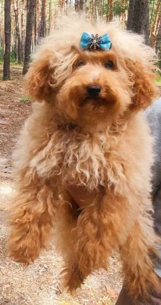 Той пудель. Apricot