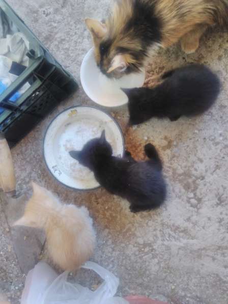 Отдам котят от кошки мышеловки, в добрые руки, кушают сами,д в Краснокамске фото 4