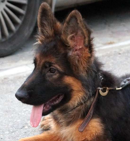 Продаются щенки немецкой овчарки в Краснодаре в Краснодаре фото 5