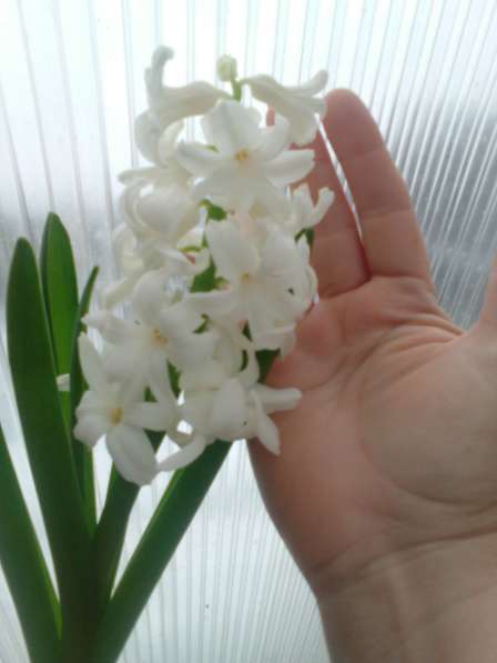 Цветы Гиацинты в Балашове фото 6