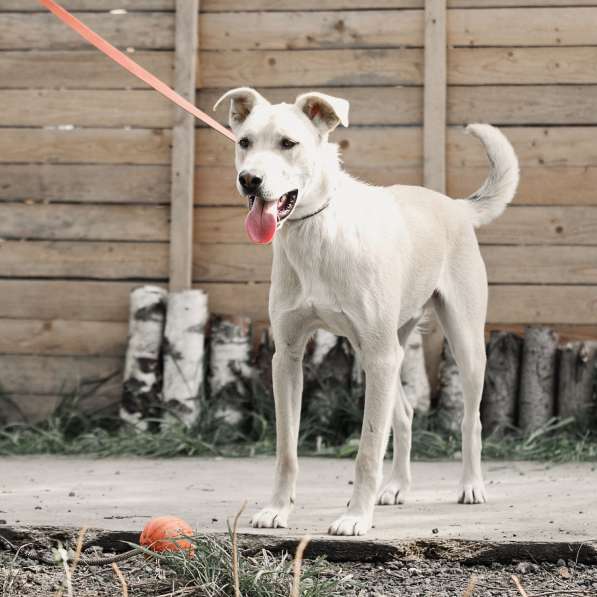Орешек - ласковый и веселый пес ищет дом в Москве