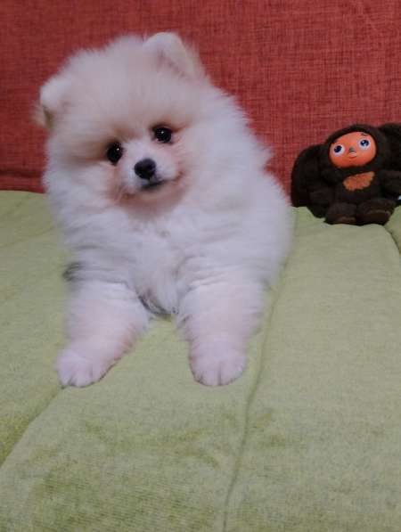 Pomeranian spitz. Cream boy в фото 4