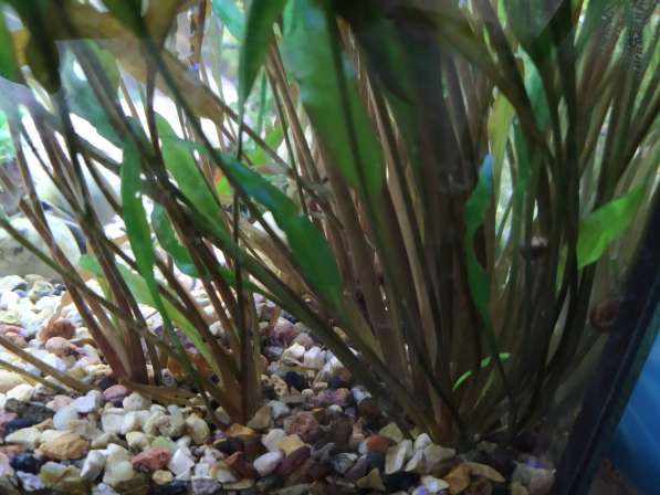 Криптокорина аквариумное растение в Серпухове фото 4