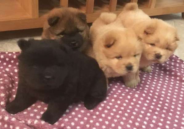 Пушистые, яркие щенки чау-чау