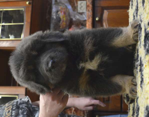 Тибетский мастиф - лучший страж на территории в Москве фото 79