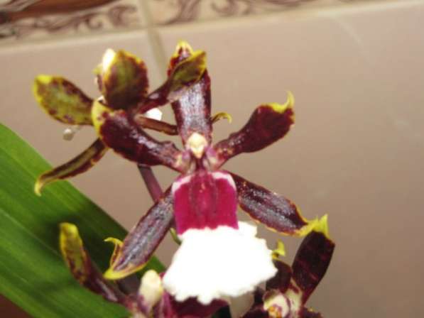 Продам орхидеи цветущие и не цветущие в фото 11