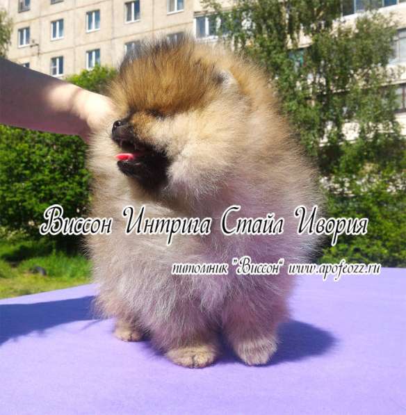 Три шикарные шпице-девочки в Москве фото 4