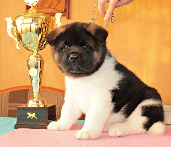 Щенки Американской Акиты в Нижнем Новгороде фото 7