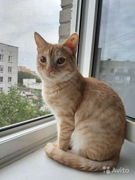 Чудесный Рыжик, молодой ласковый домашний котик в Москве фото 4