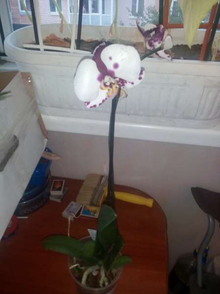 В наличии орхидеи цветущие и не цветущие в фото 8