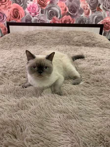 Прозам шотландских котят в Иванове фото 7