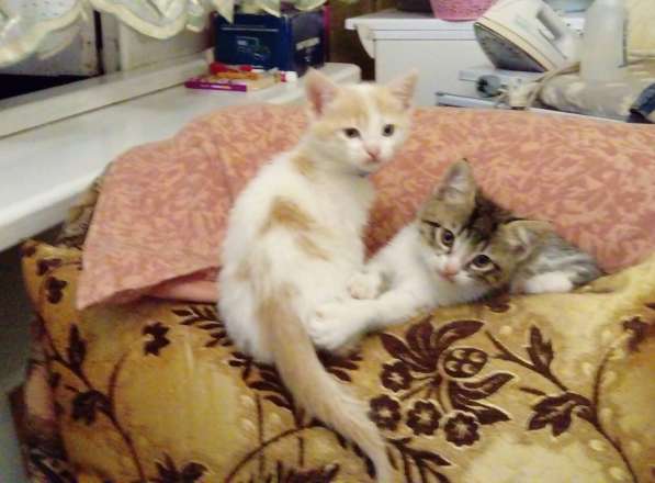 Отдам котенка в хорошие, добрые руки в Владикавказе фото 3