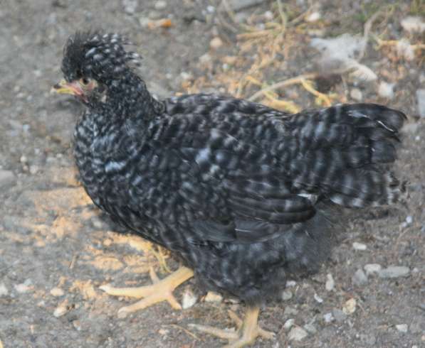 Цыплята хохлатые в Таганроге фото 7