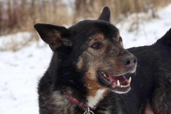 Одноглазый пес Пират! Последний шанс в Москве фото 13