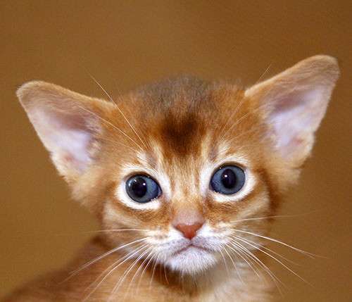 Абиссинские котята - лучик солнышка в ваш дом! Доставка! в фото 11