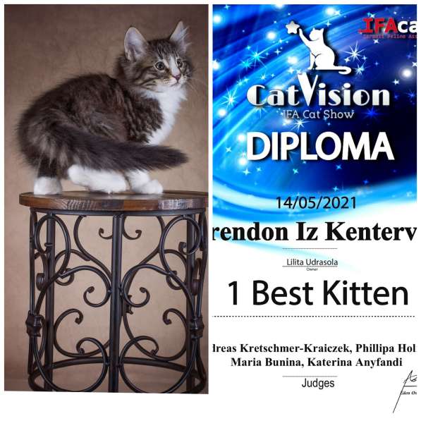 Продажа Норвежских лесных котят в фото 5