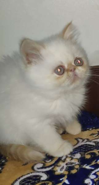 Экзотическая длинношерстная