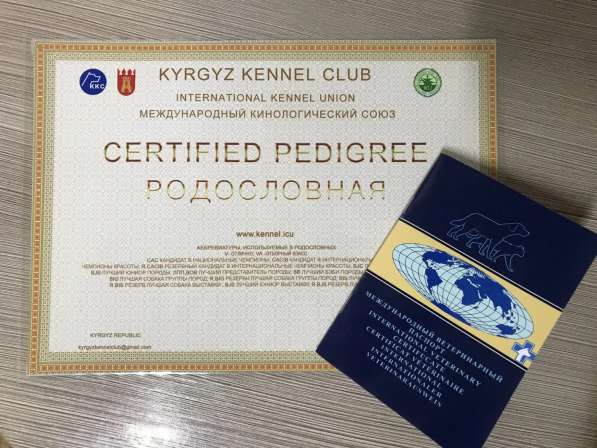 Продаю щенка немецкой овчарки. с документами в 