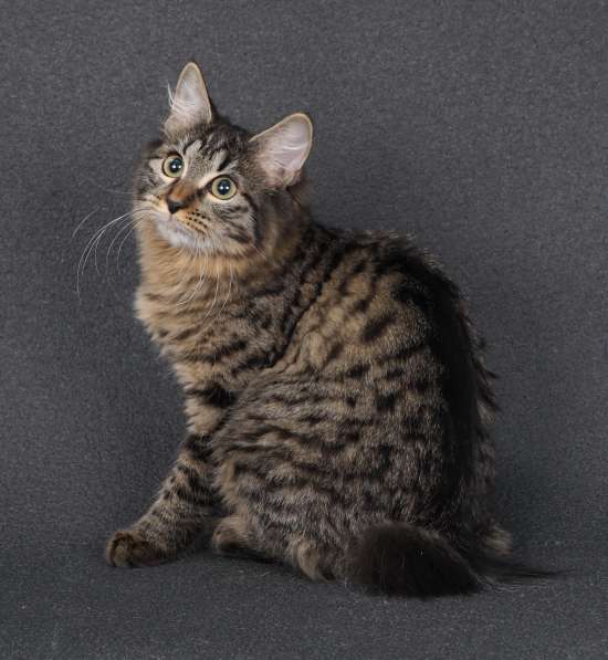 Котята курильского бобтейла в Пензе фото 9