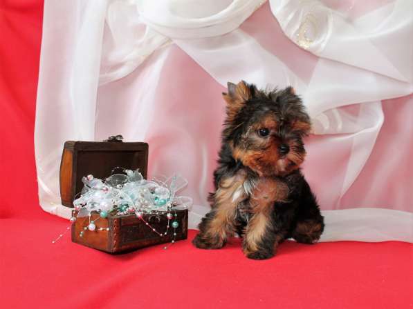 Щенки Йоркширского терьера. Миниатюрная девочка в Москве фото 9