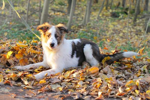 Щенок в добрые руки Августина в Санкт-Петербурге фото 6